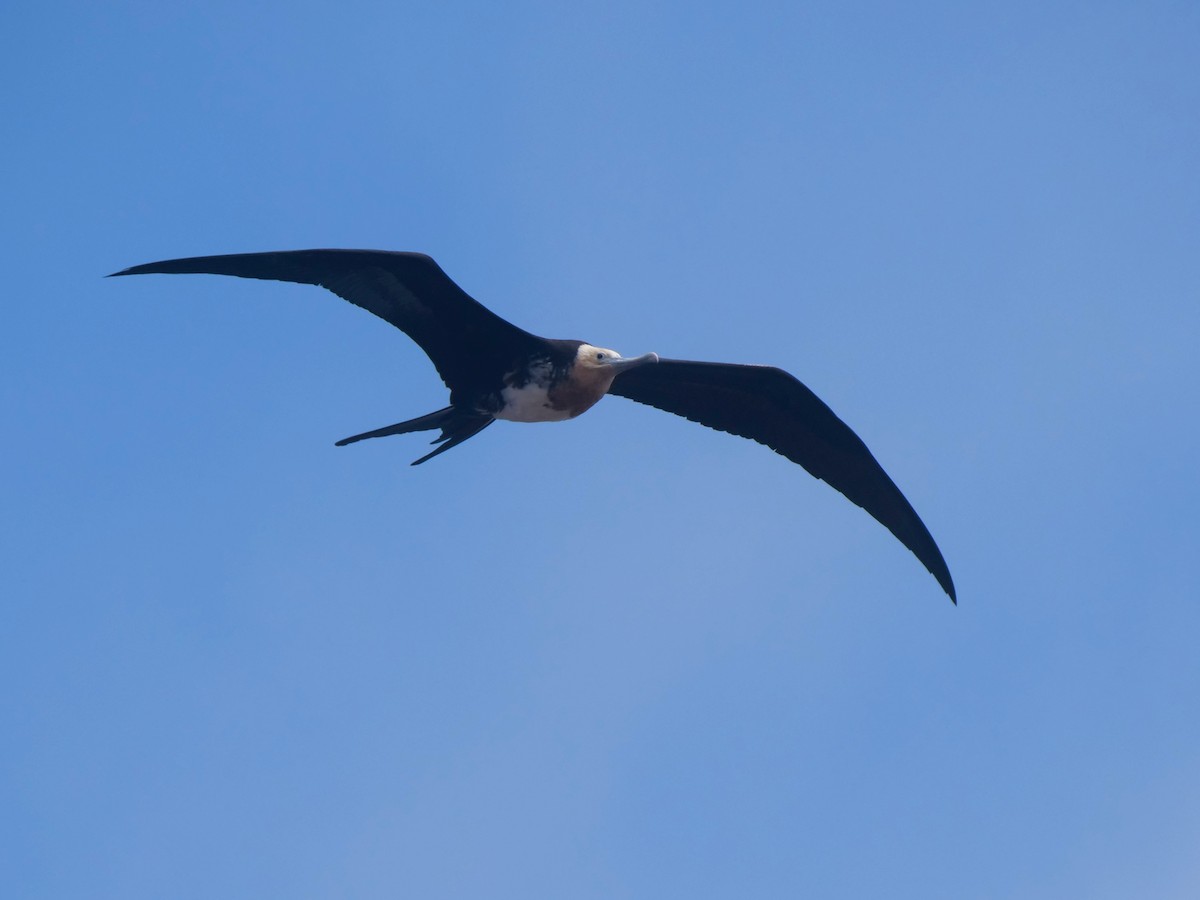 fregatka obecná - ML646475960