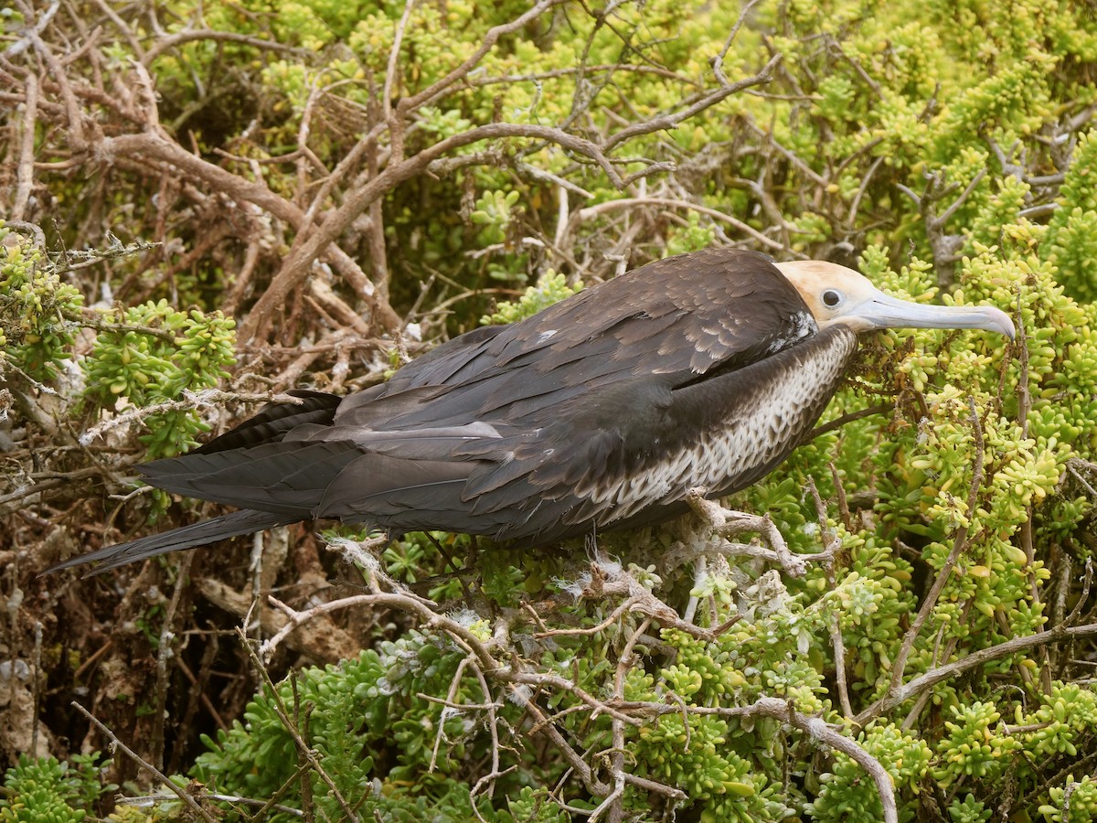 fregatka obecná - ML646475961