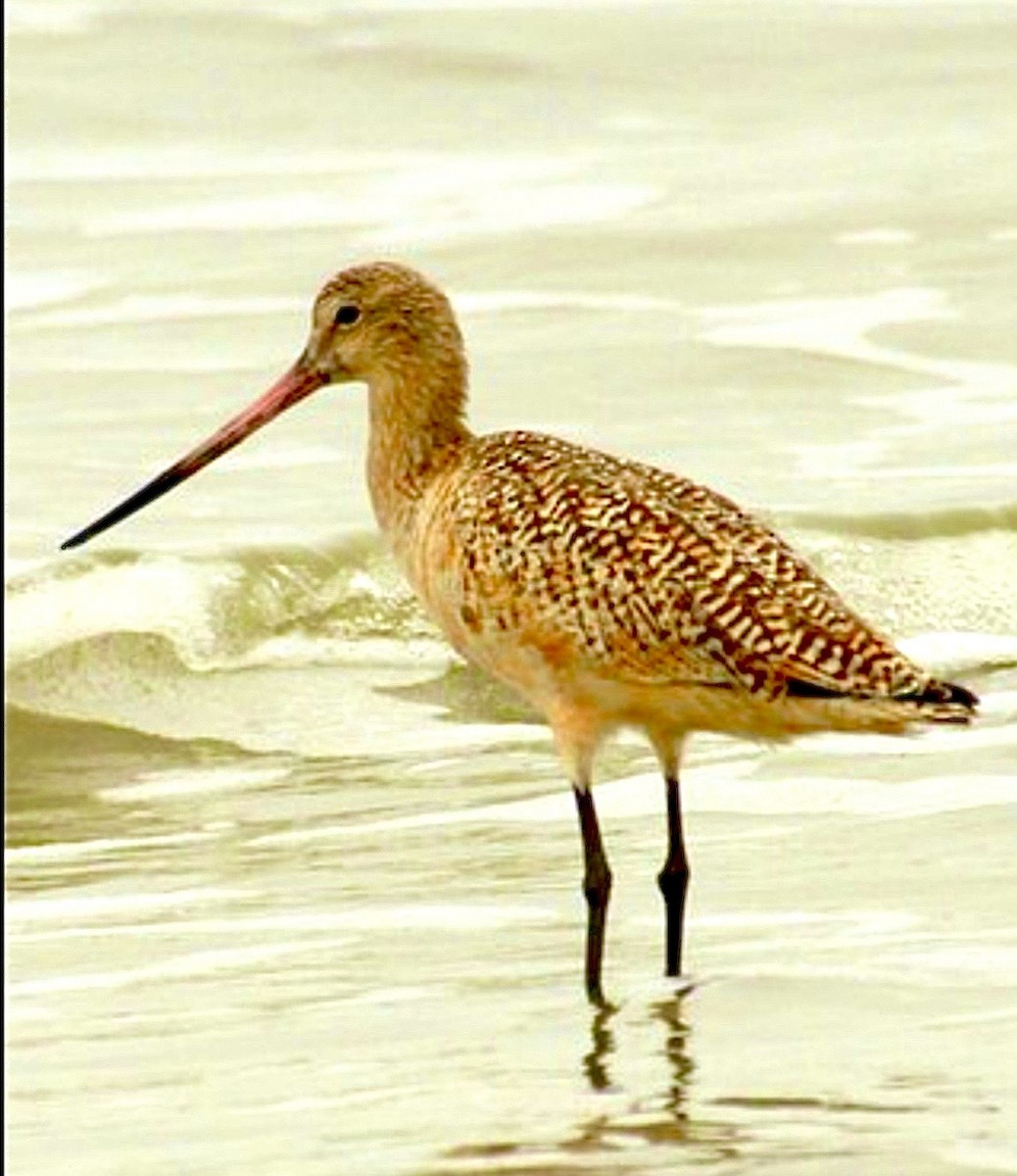 Marmorschnepfe - ML646475962