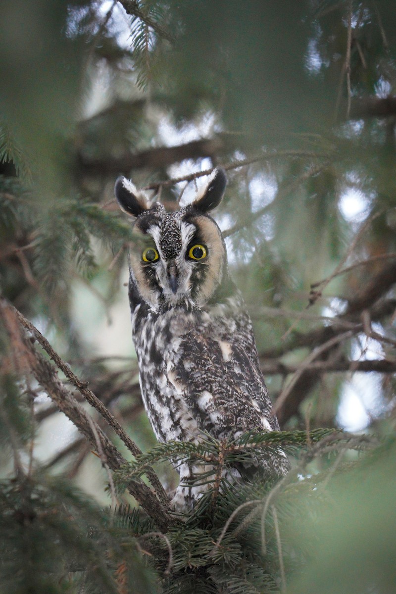 長耳鴞(wilsonianus/tuftsi) - ML646475965