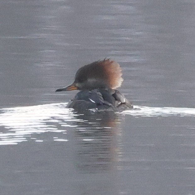 Hooded Merganser - ML646475970