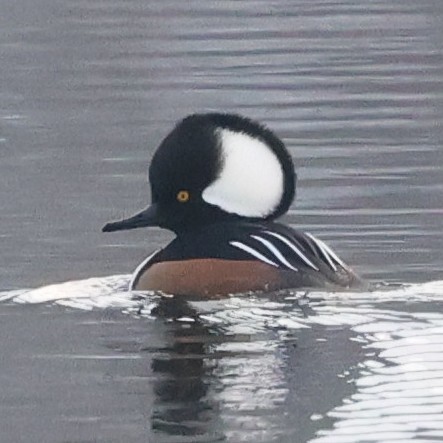Hooded Merganser - ML646475971
