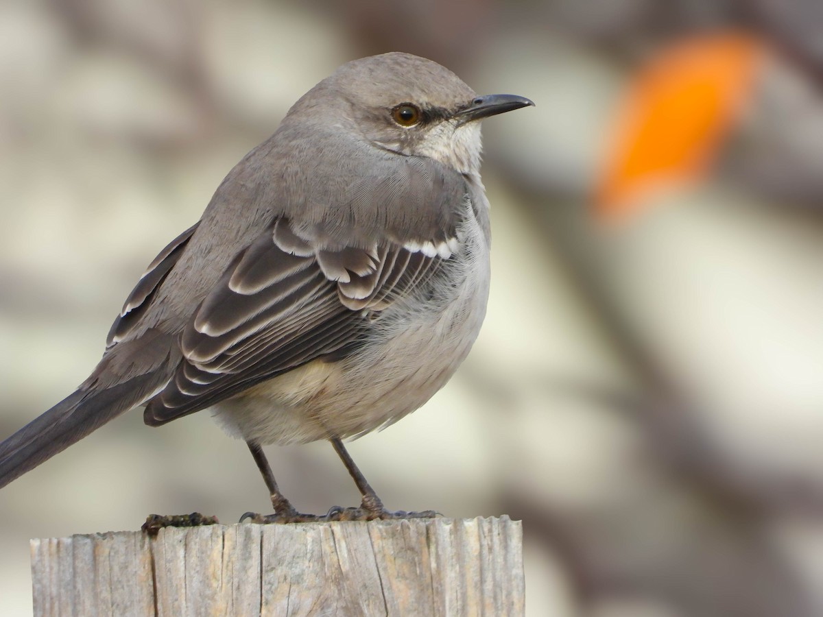 Northern Mockingbird - ML646475976