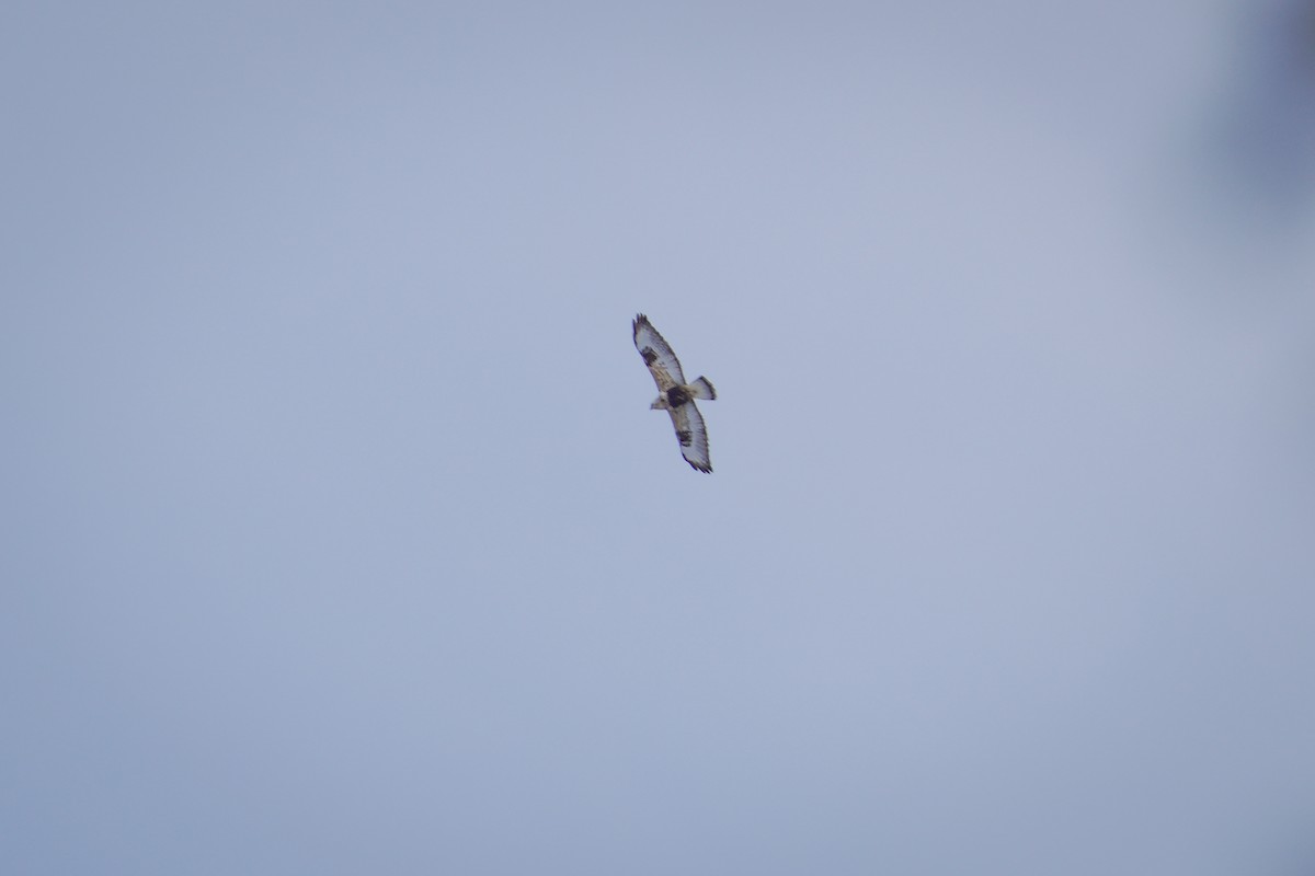 毛足鵟 - ML646475977