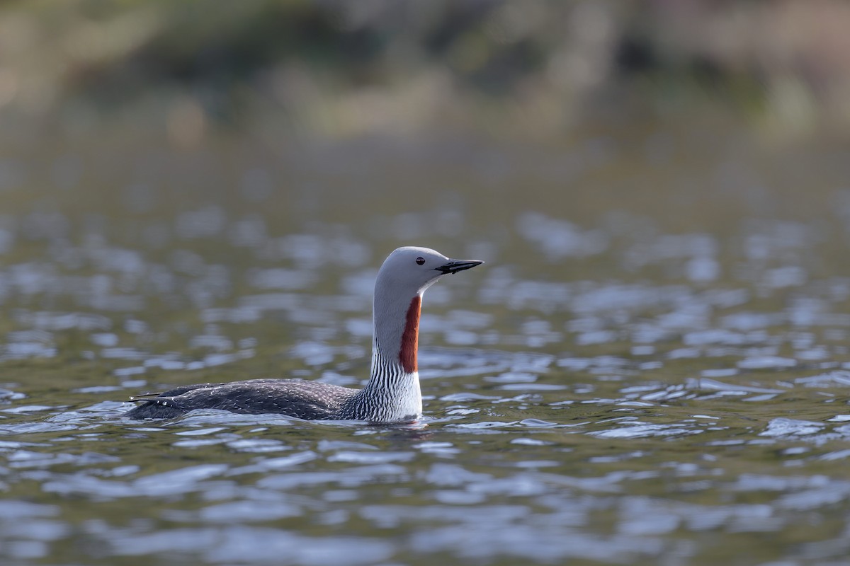 Red-throated Loon - ML646475982