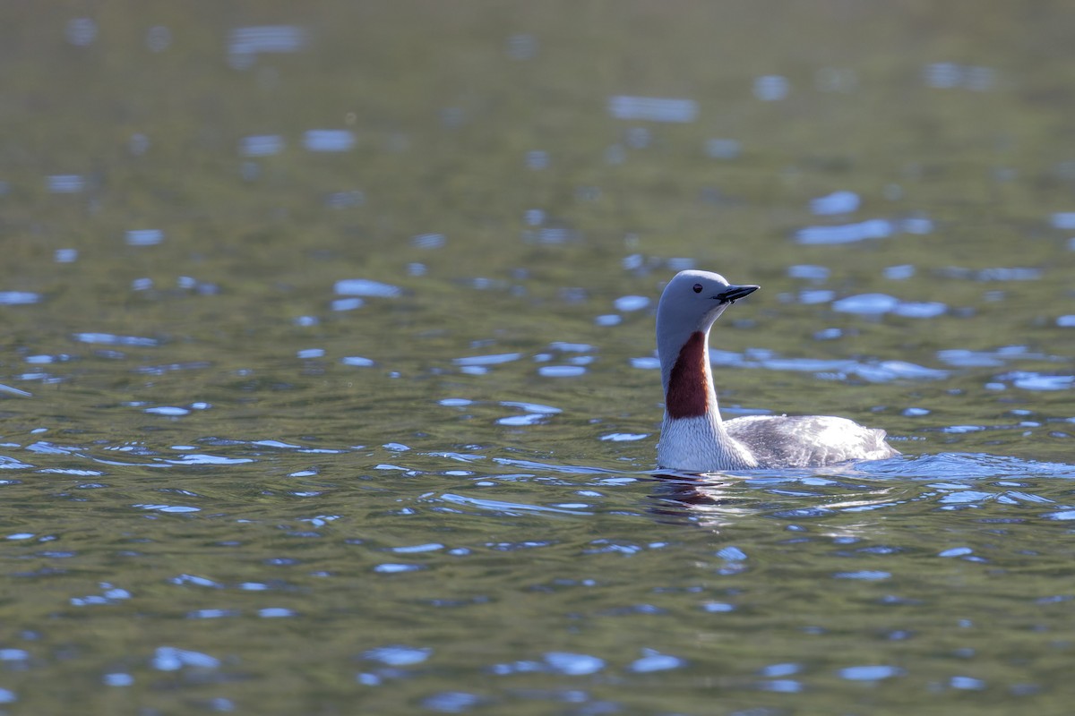 Red-throated Loon - ML646475984