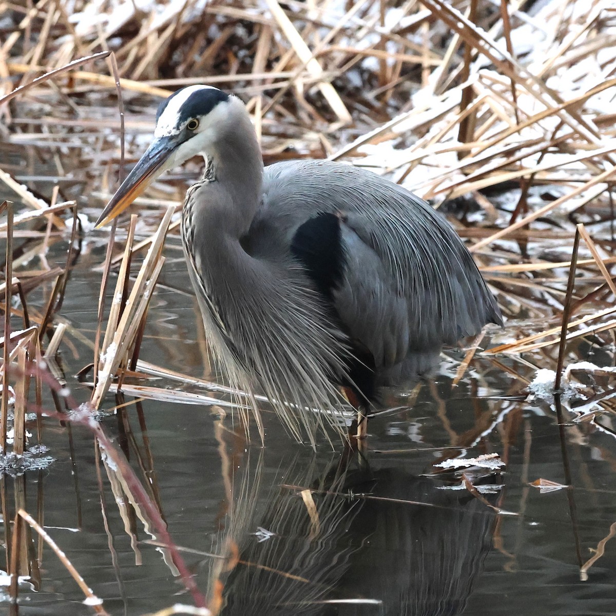 Great Blue Heron - ML646475985