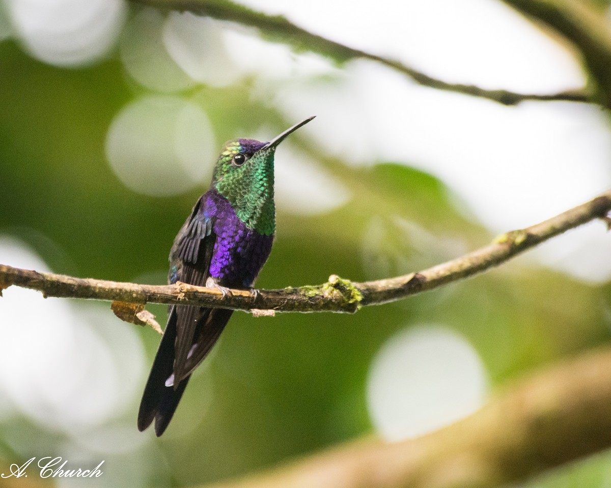 アオボウシモリハチドリ - ML646475987