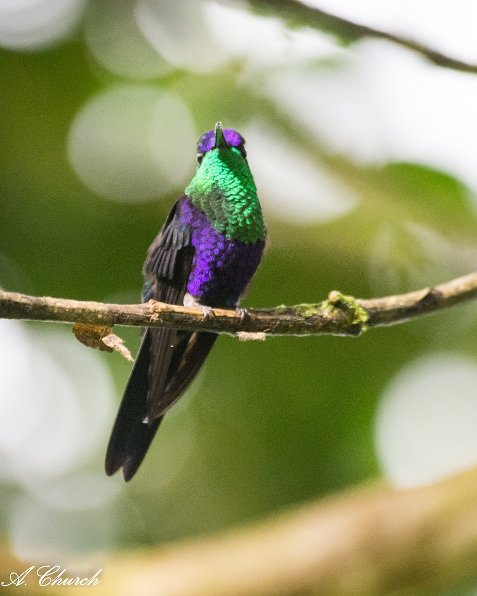 アオボウシモリハチドリ - ML646475988