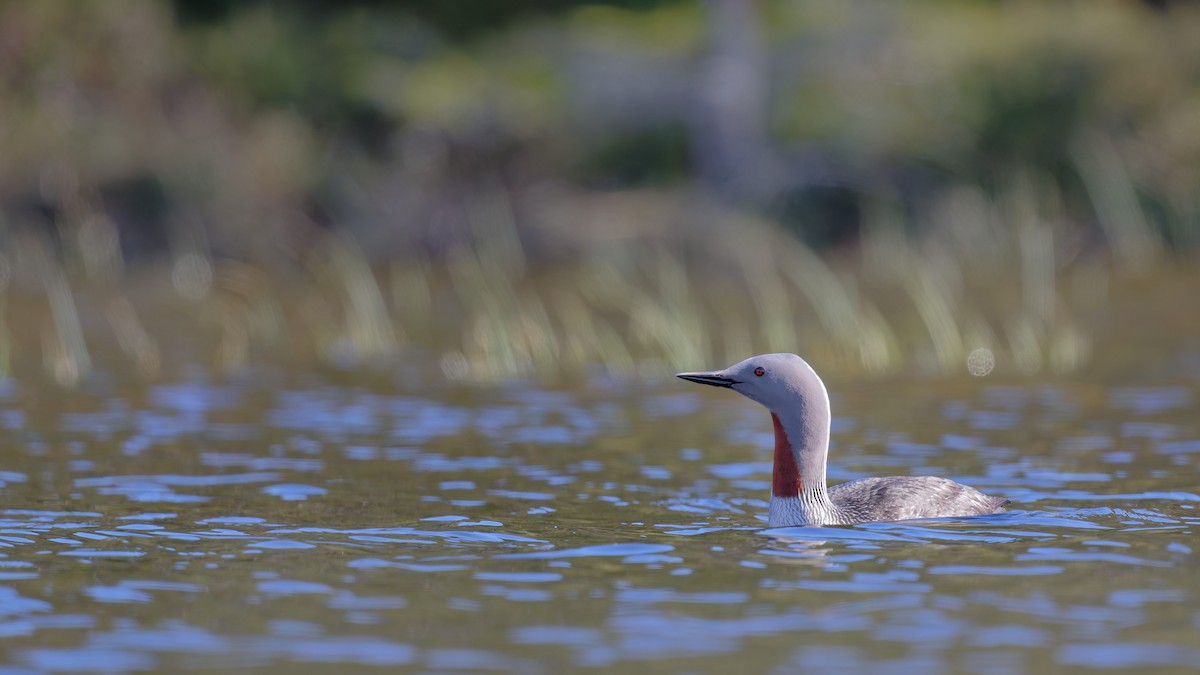 Red-throated Loon - ML646475989