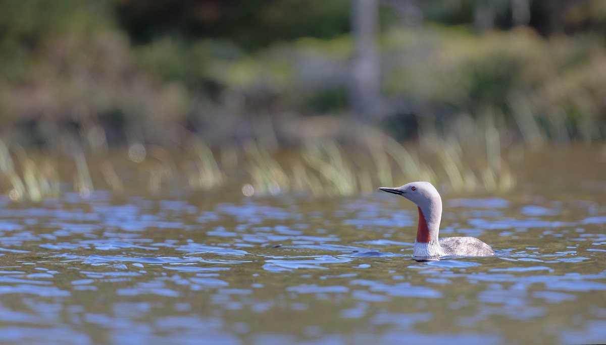 Red-throated Loon - ML646475991
