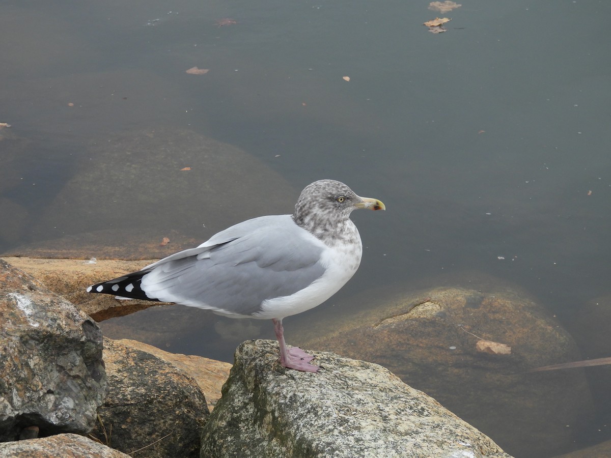 American Herring Gull - ML646475993