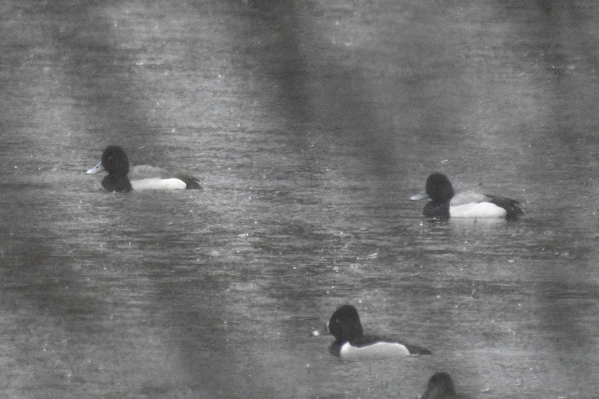 Lesser Scaup - ML646476003