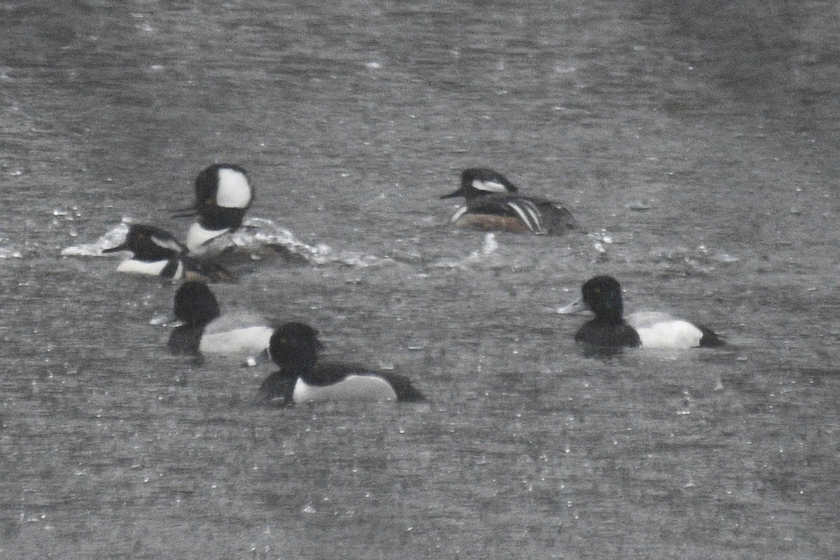Lesser Scaup - ML646476004