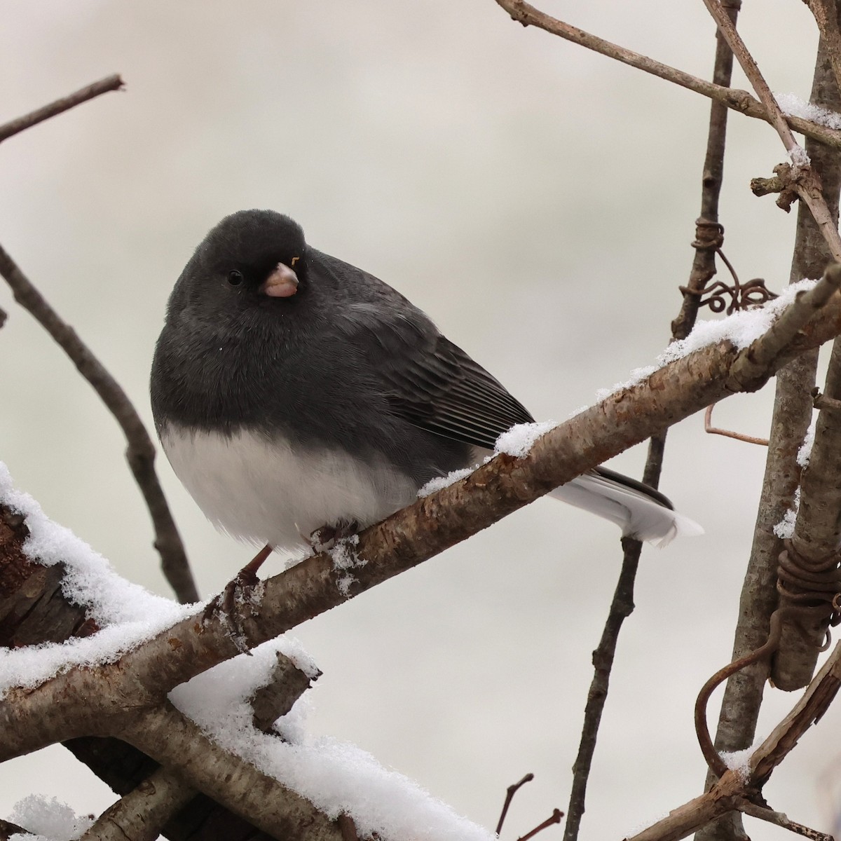 Dark-eyed Junco - ML646476008