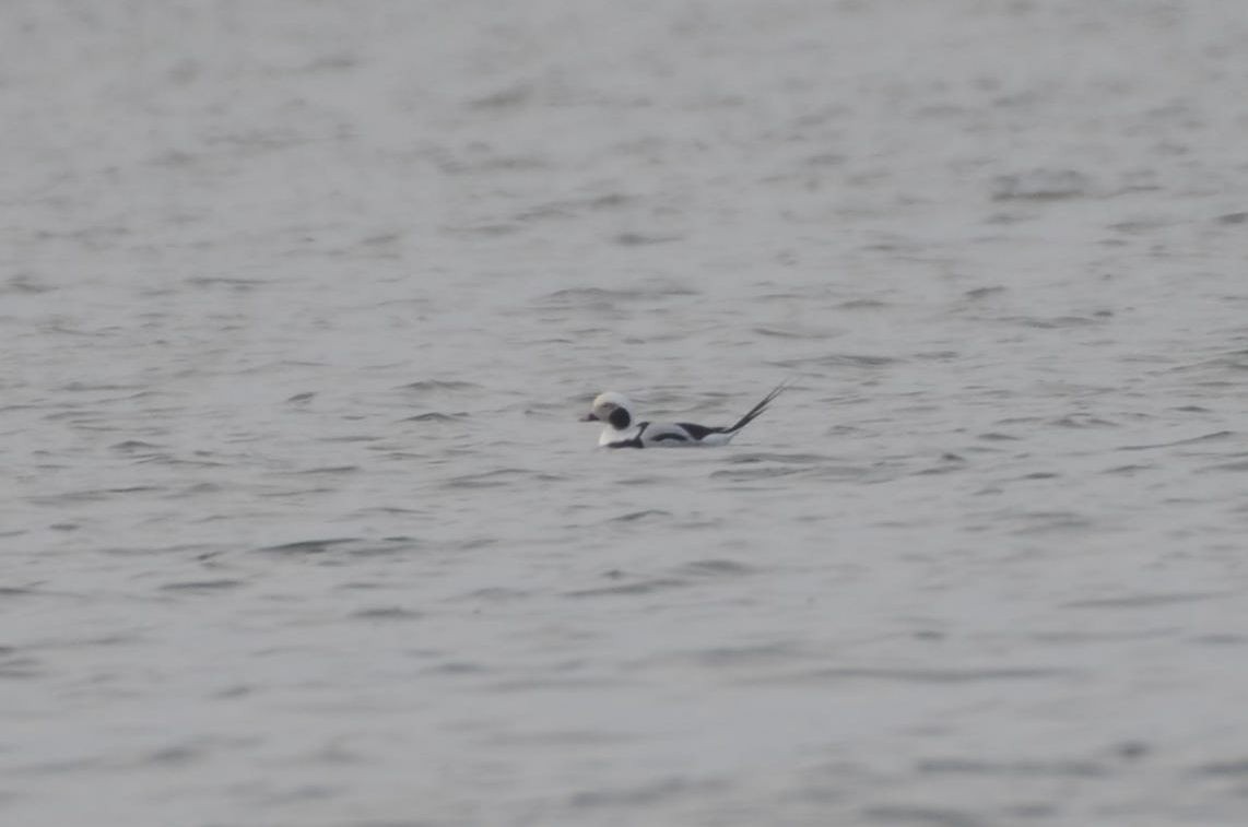 コオリガモ - ML646476009