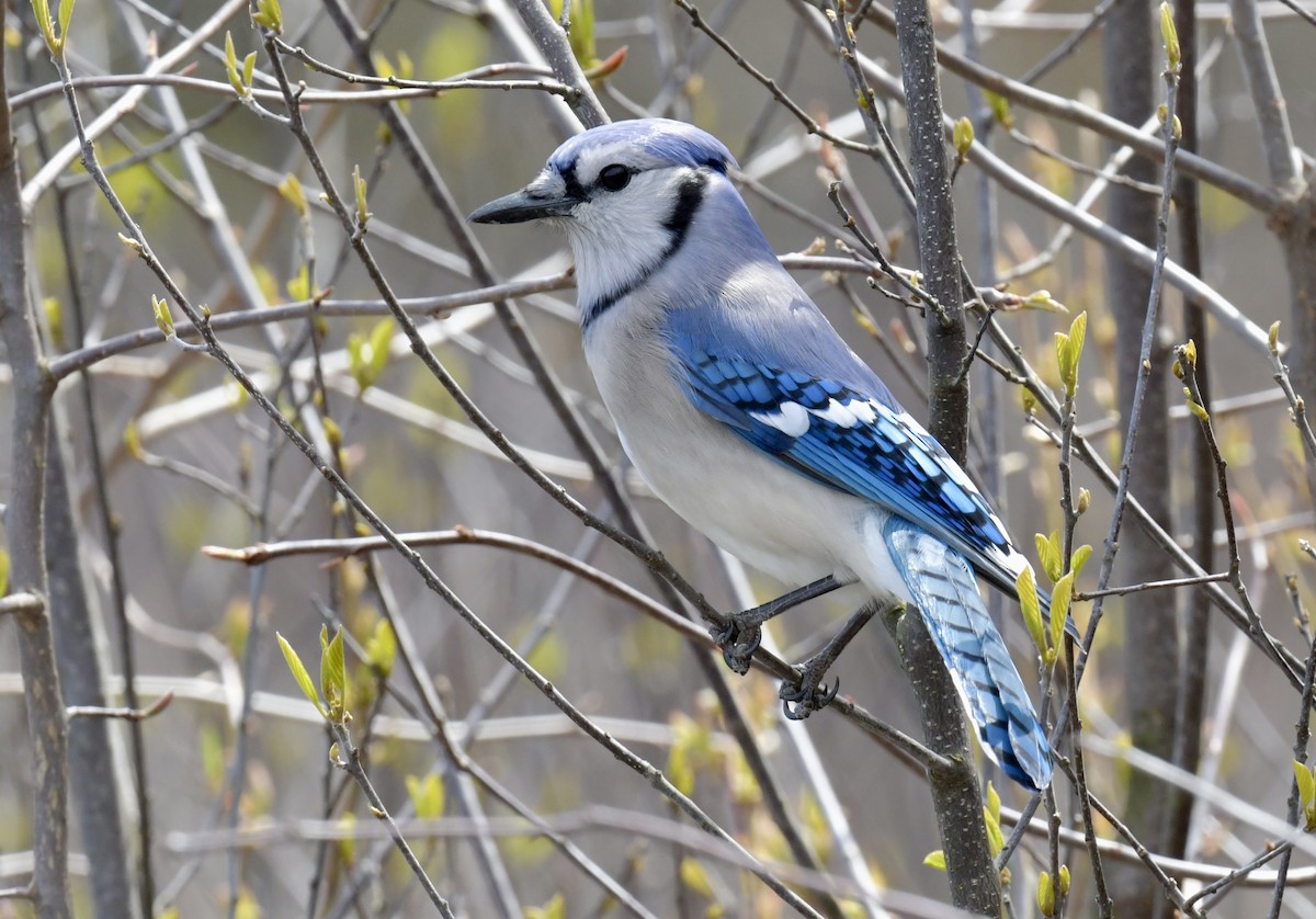 Blue Jay - ML646476010