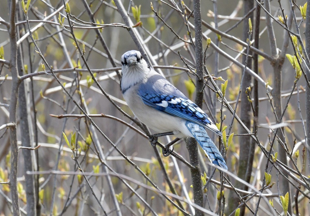 Blue Jay - ML646476011