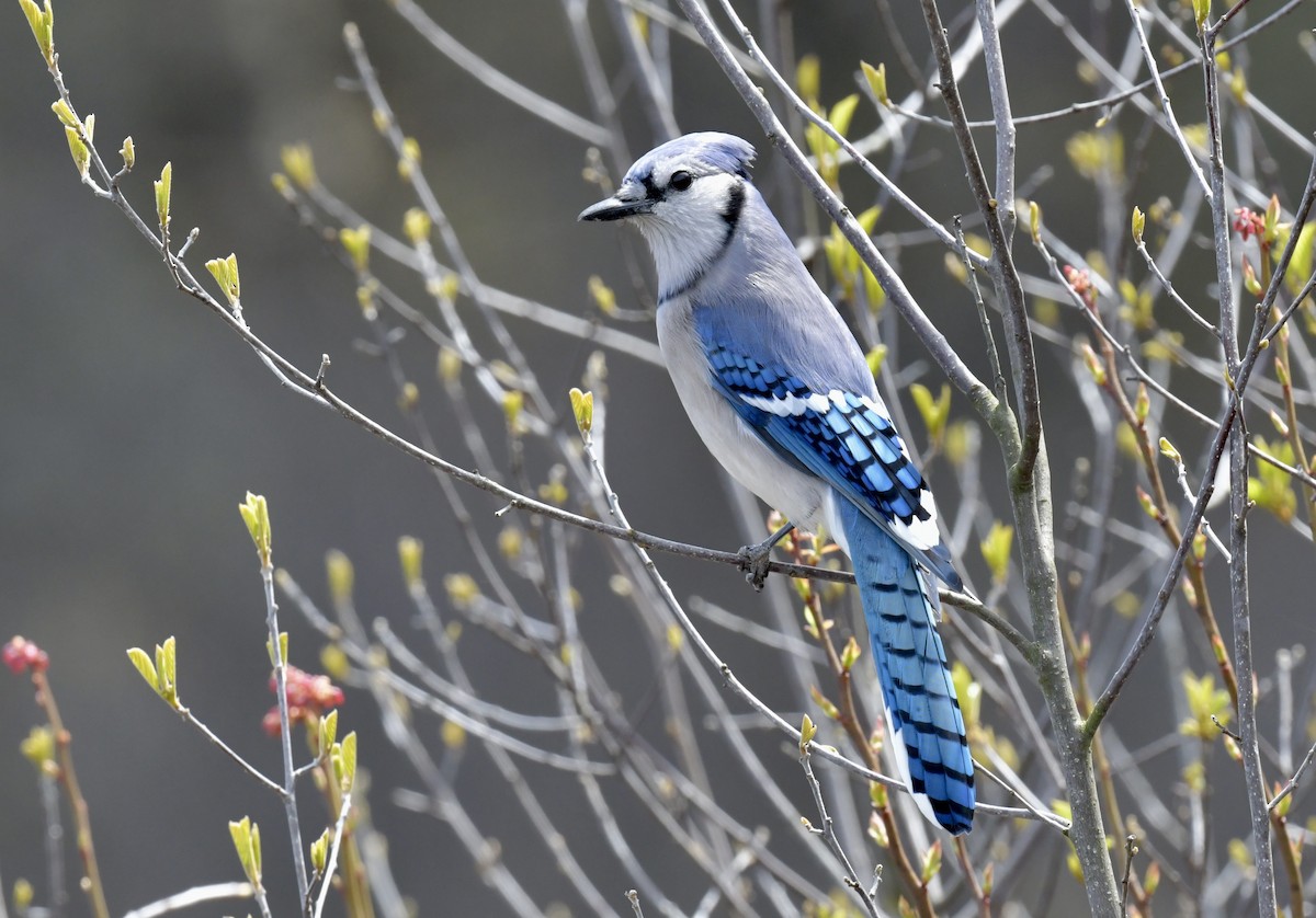 Blue Jay - ML646476012