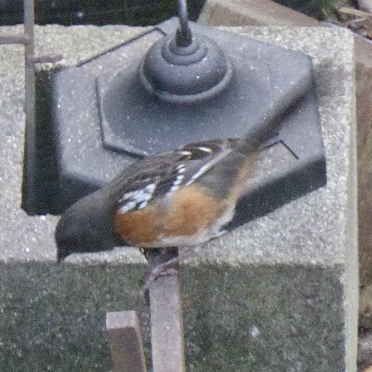 Spotted Towhee - ML646476015
