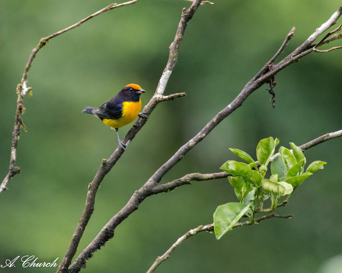 チャボウシスミレフウキンチョウ - ML646476017