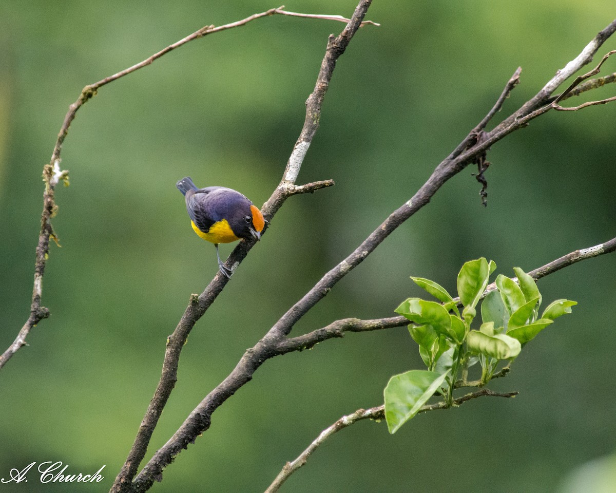 チャボウシスミレフウキンチョウ - ML646476018