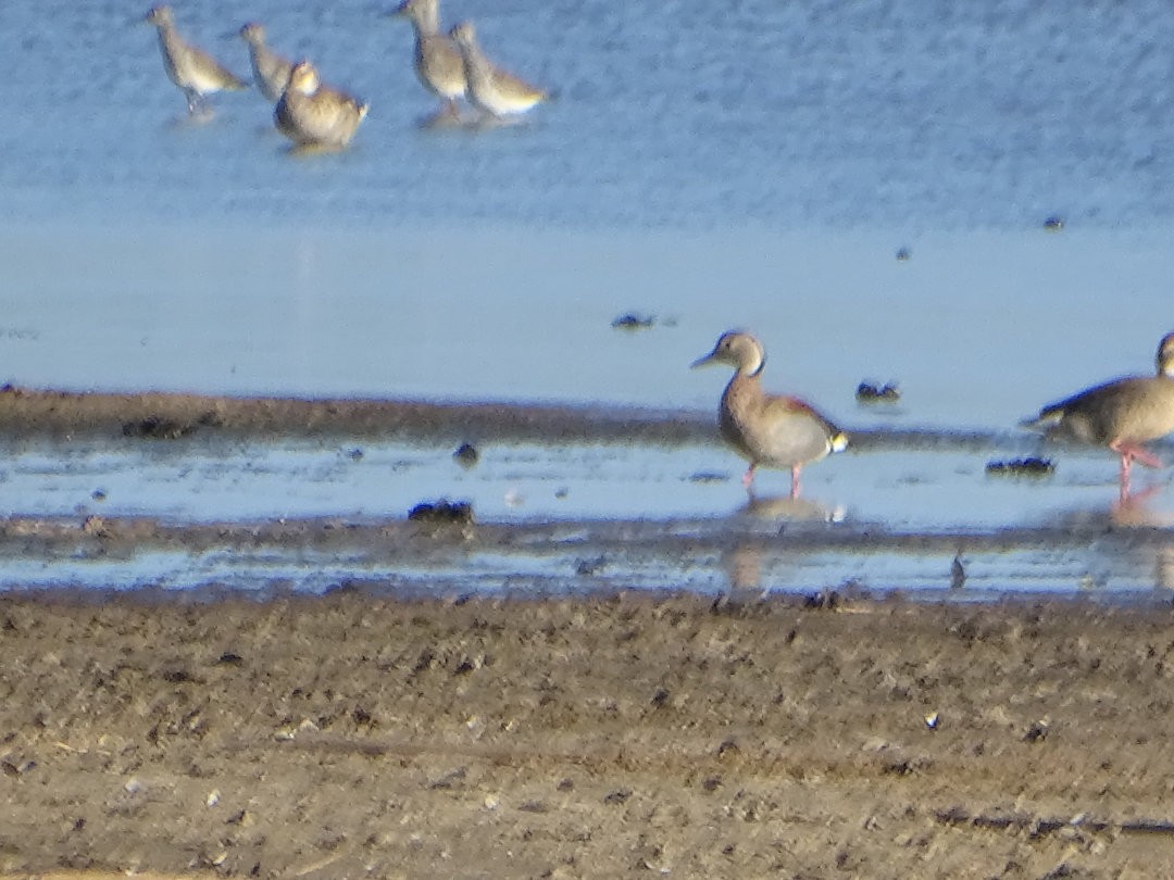שרשיר צווארון - ML646476019