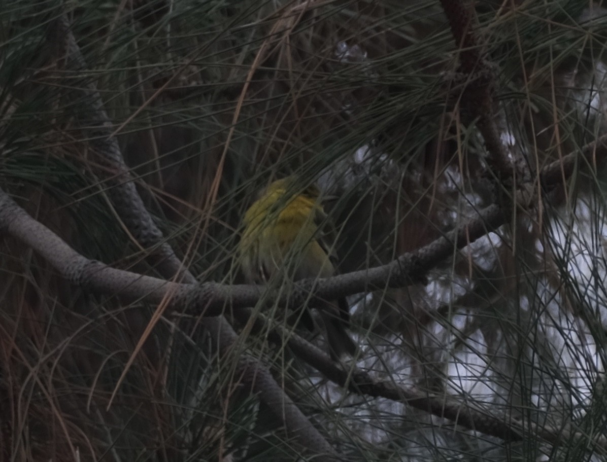Pine Warbler - ML646476020