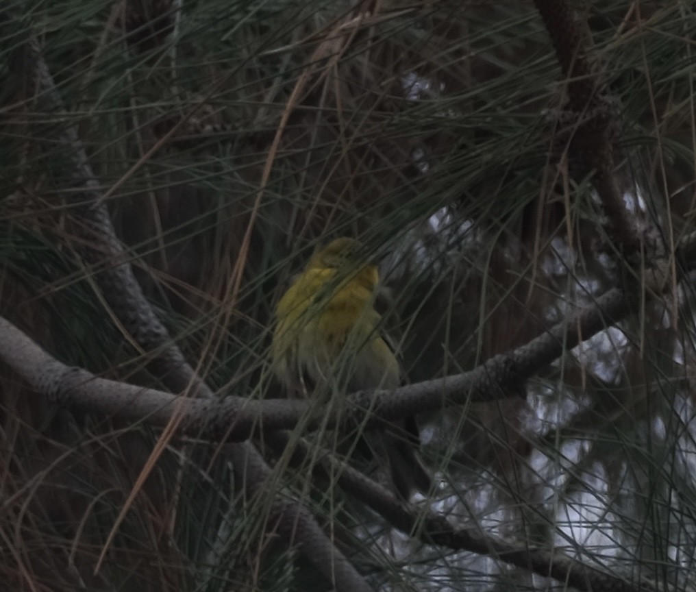 Pine Warbler - ML646476021