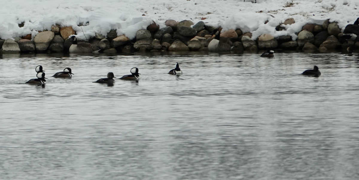 Hooded Merganser - ML646476024