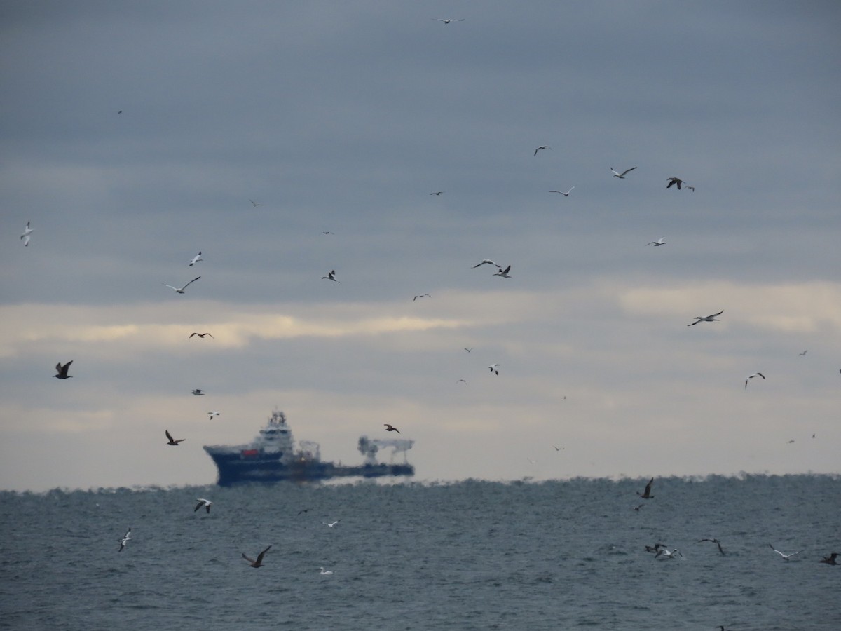 סולה מצויה - ML646476026