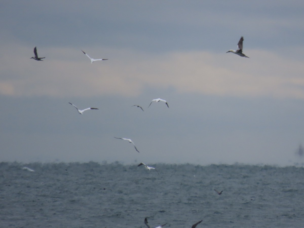 סולה מצויה - ML646476027