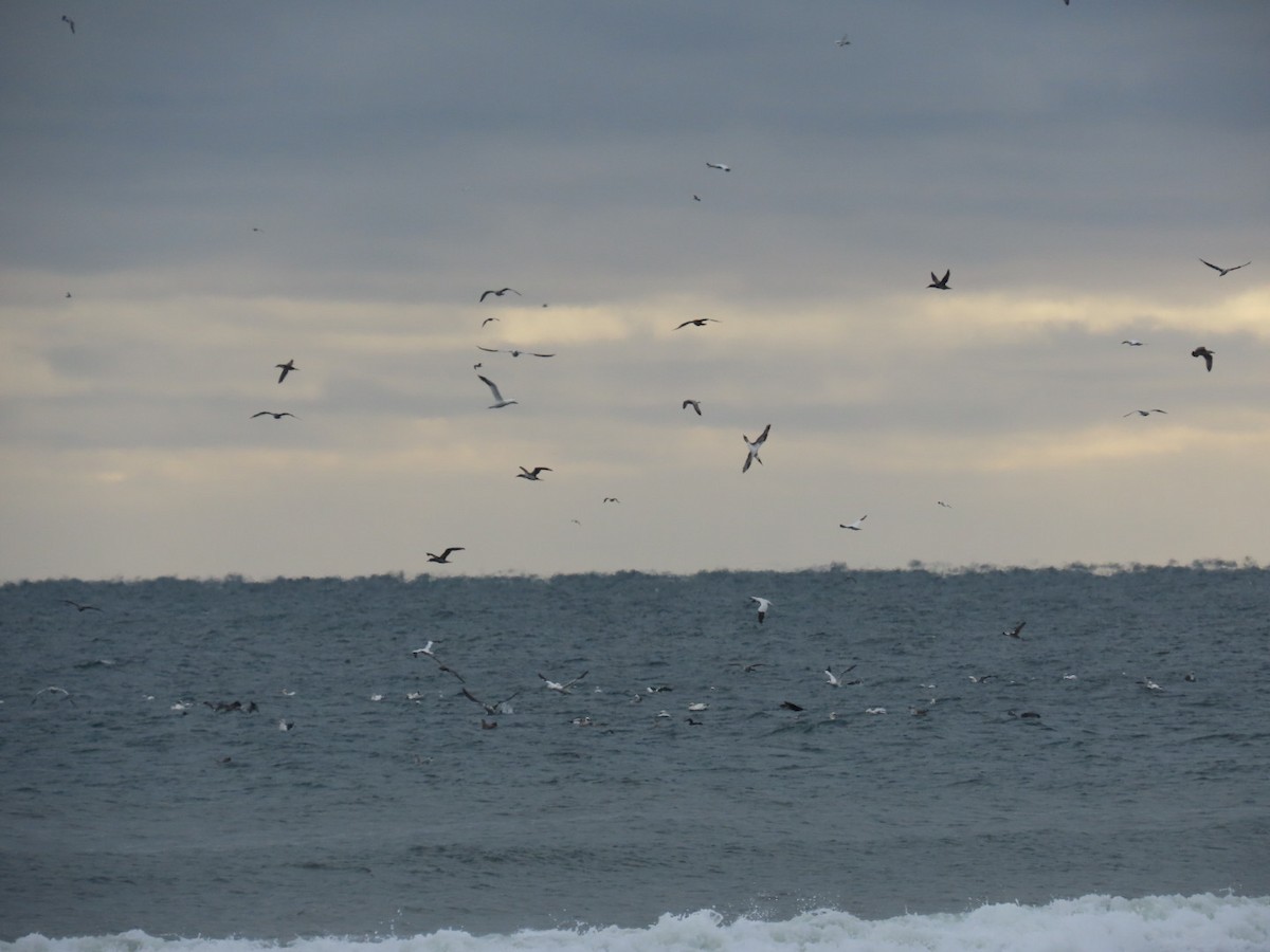 סולה מצויה - ML646476028