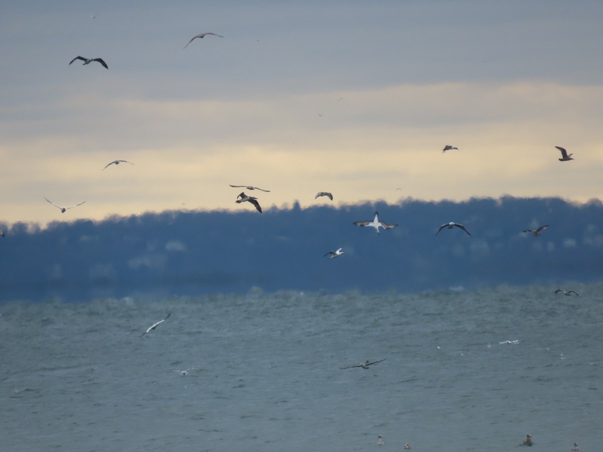 סולה מצויה - ML646476029