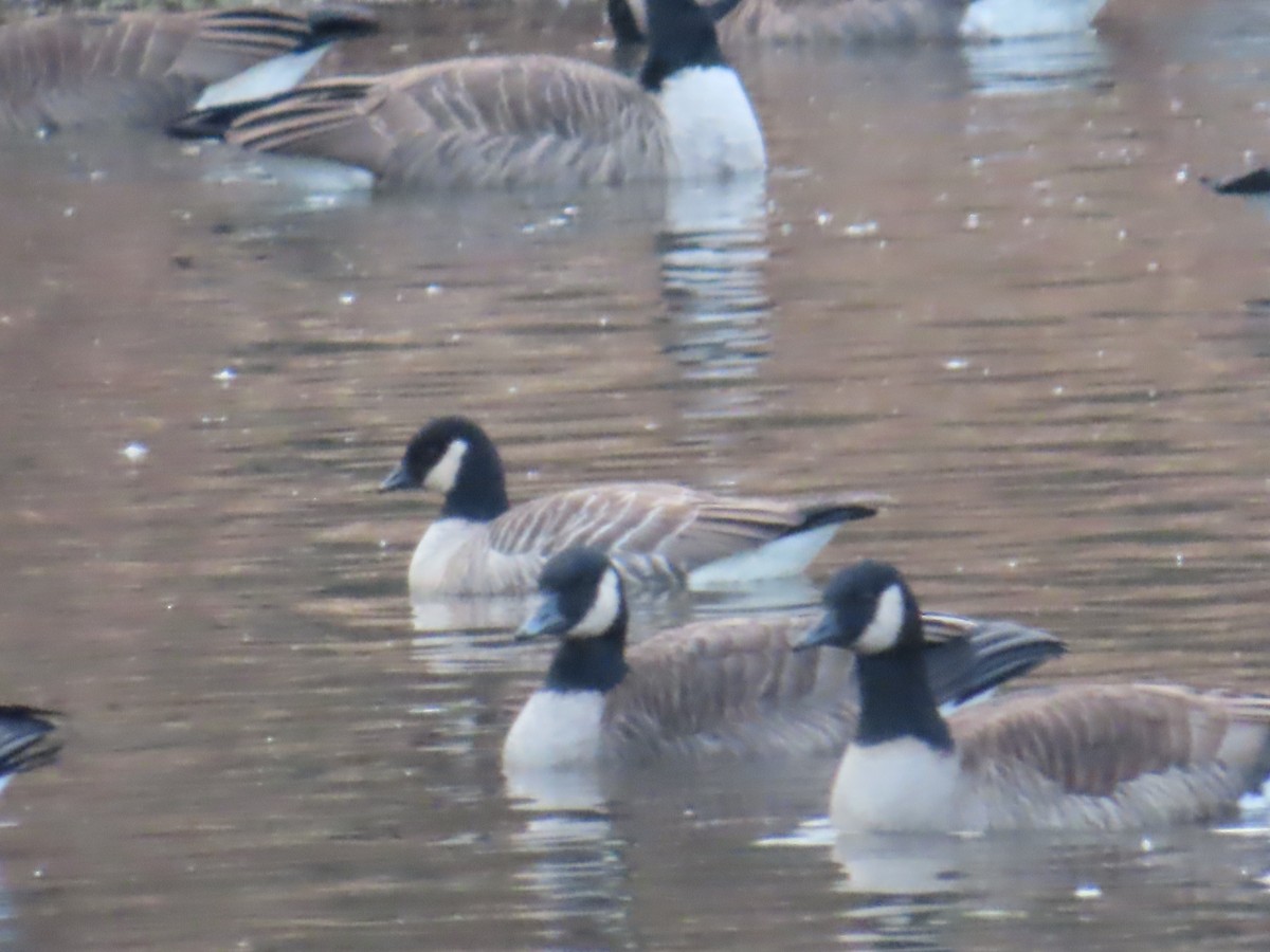 Cackling Goose - ML646476031