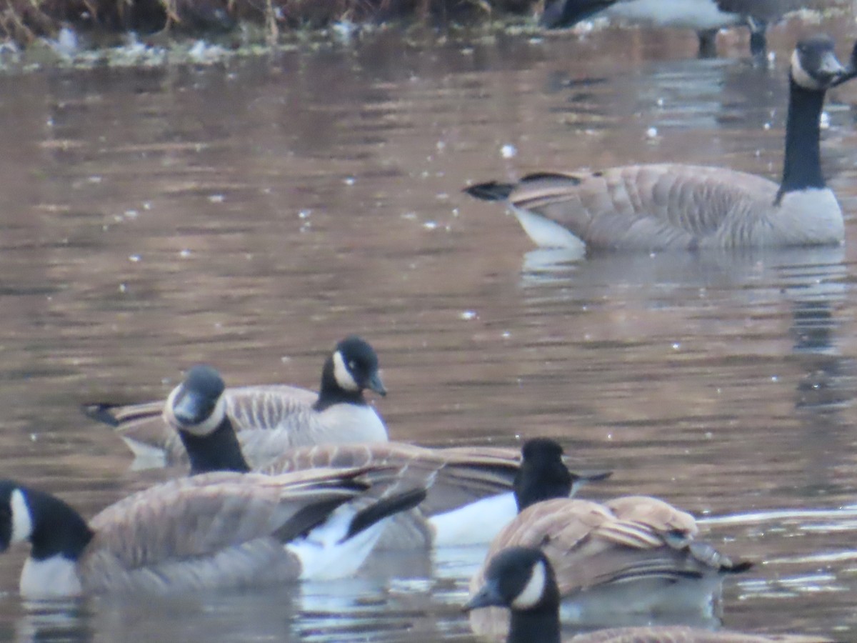 Cackling Goose - ML646476032