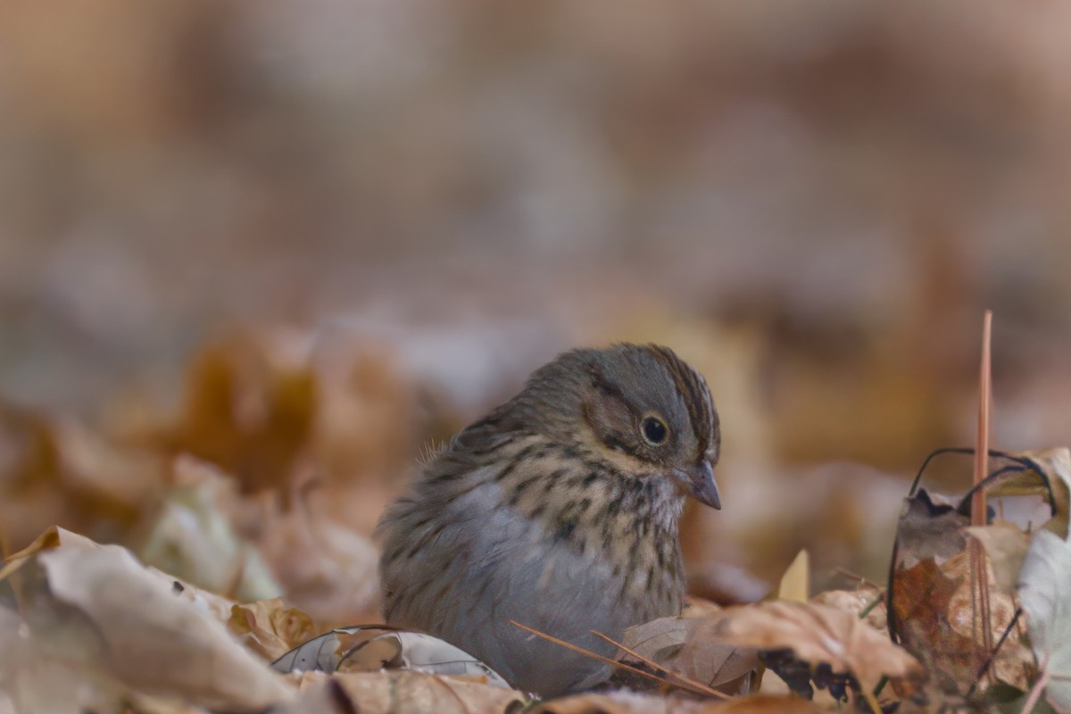 Lincoln's Sparrow - ML646476039