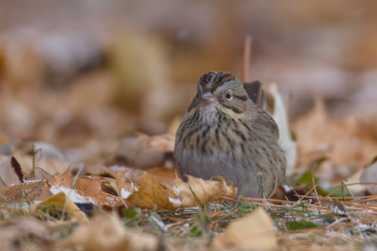Lincoln's Sparrow - ML646476040