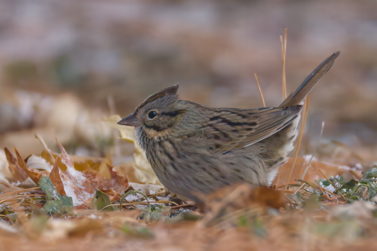 Lincoln's Sparrow - ML646476041