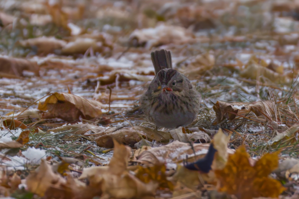 Lincoln's Sparrow - ML646476042