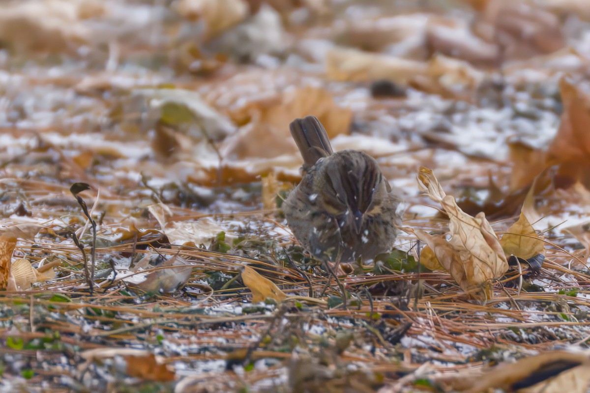 Lincoln's Sparrow - ML646476043