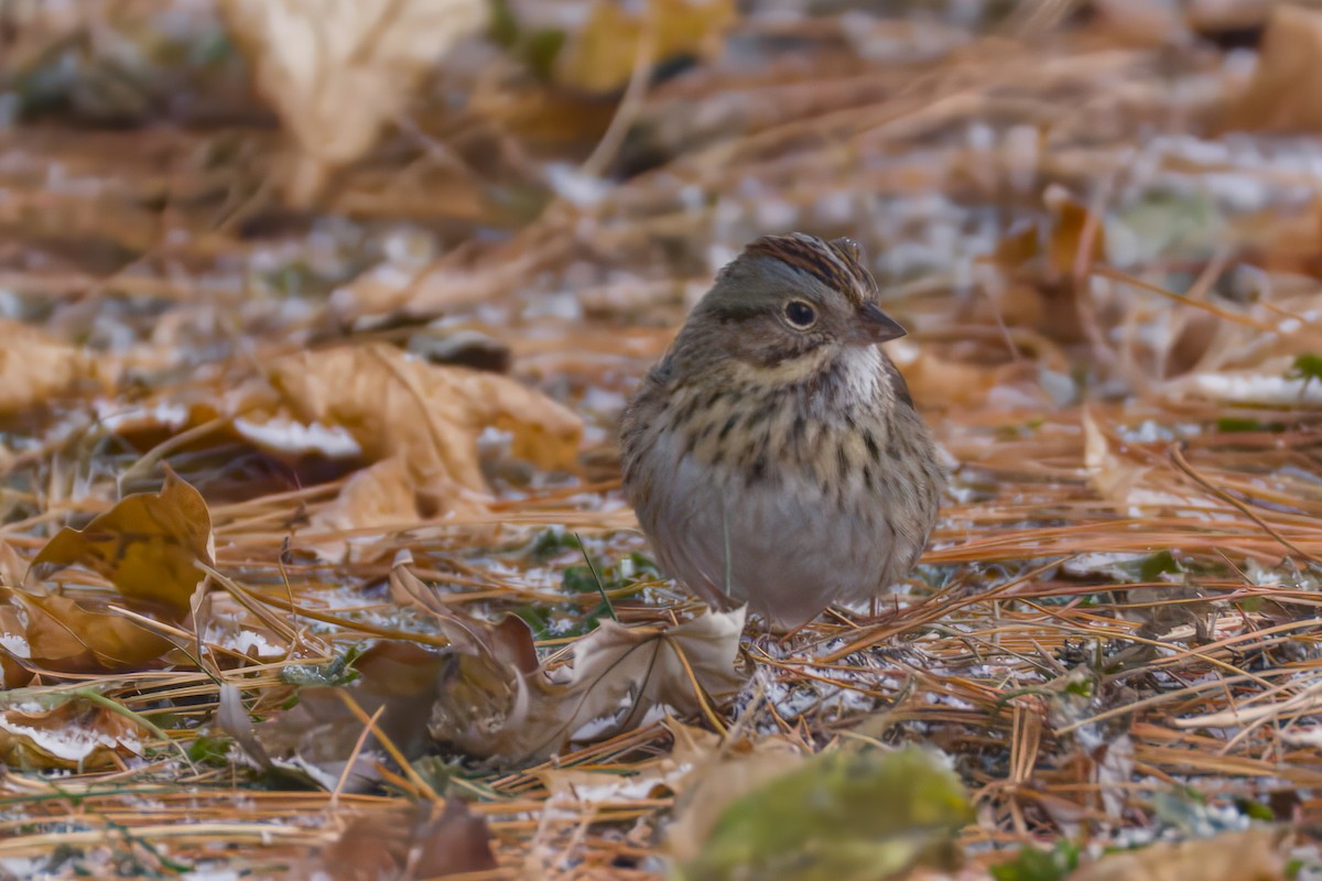 Lincoln's Sparrow - ML646476044