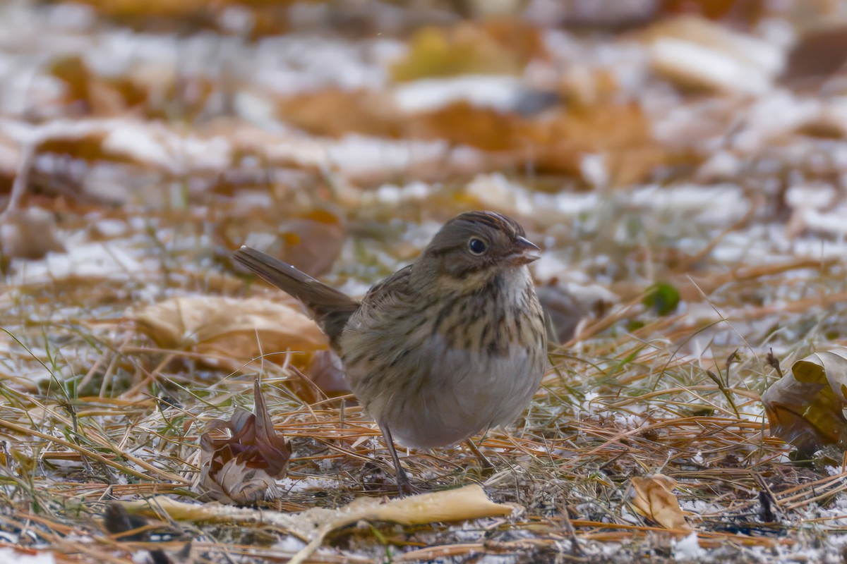 Lincoln's Sparrow - ML646476045