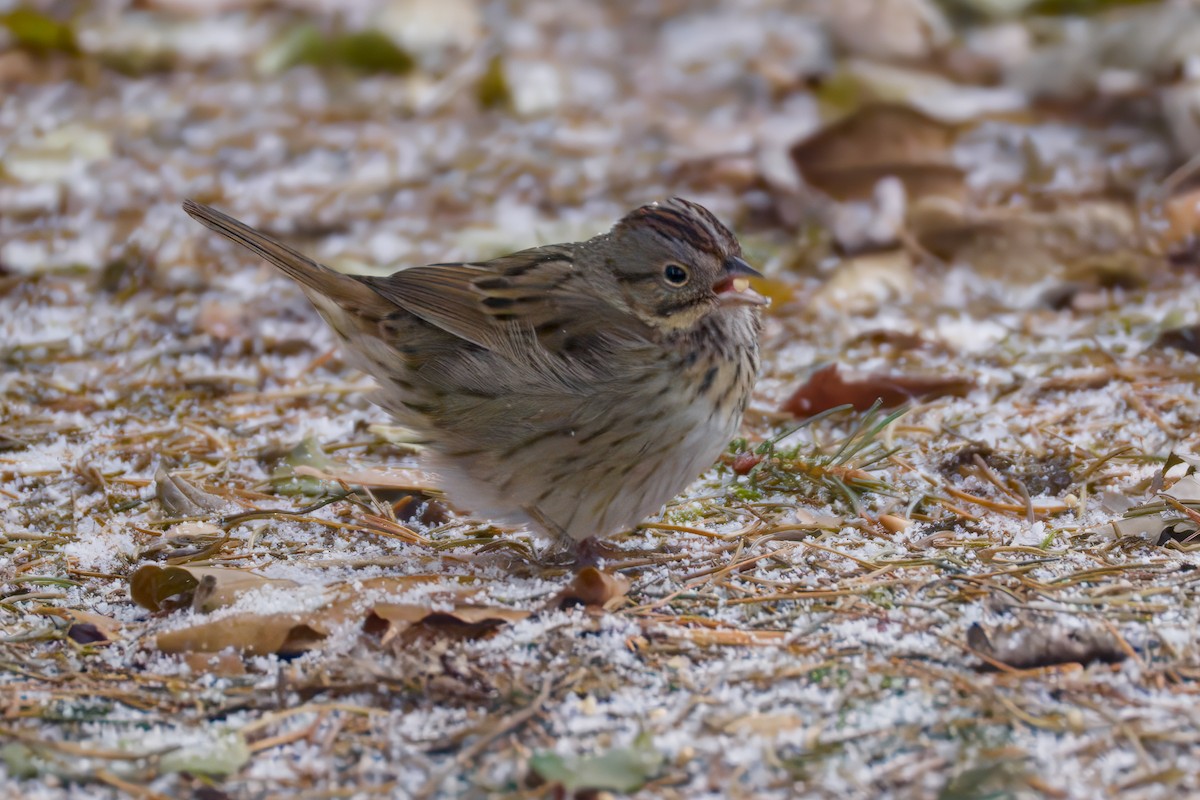 Lincoln's Sparrow - ML646476046