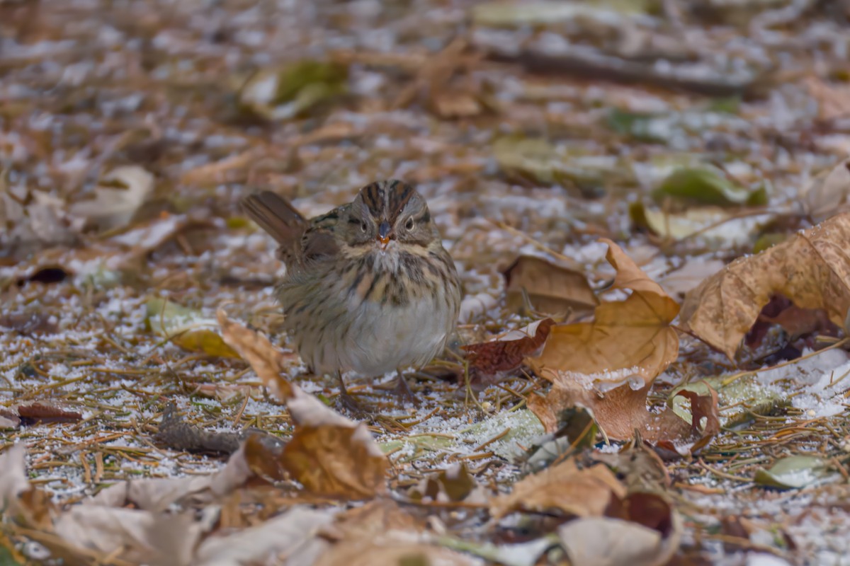 Lincoln's Sparrow - ML646476047
