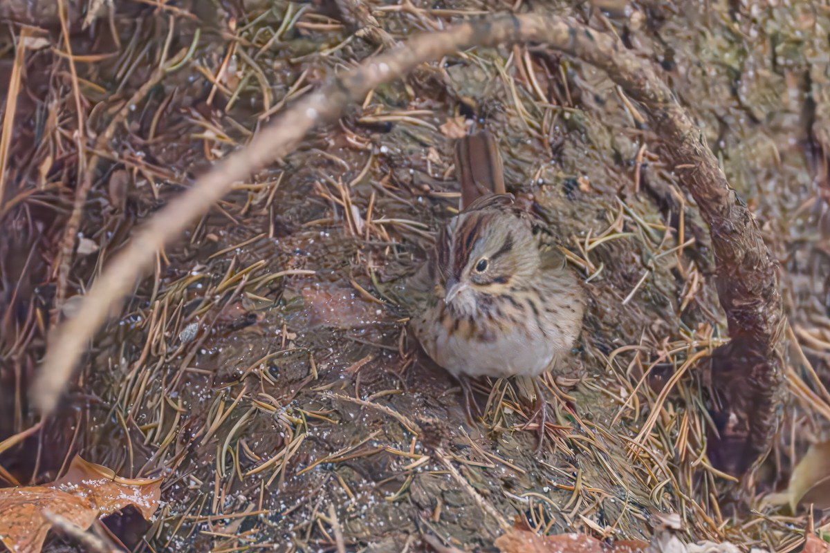 Lincoln's Sparrow - ML646476048