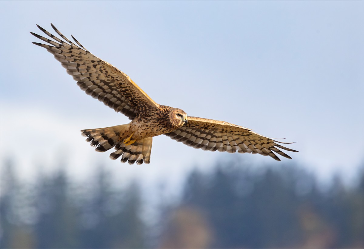 Northern Harrier - ML646476050