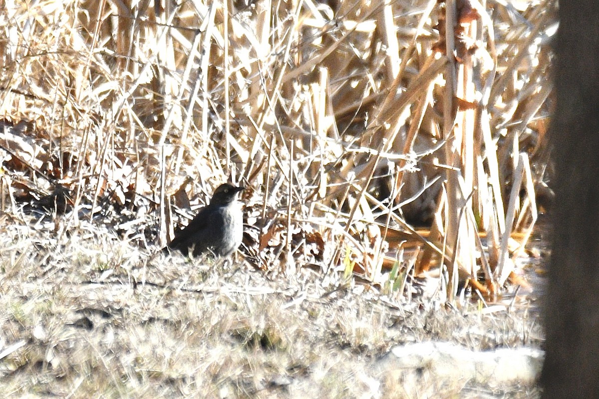 Rusty Blackbird - ML646476053