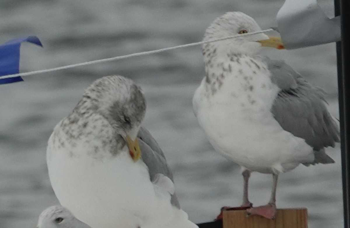 Kanadamöwe - ML646476058