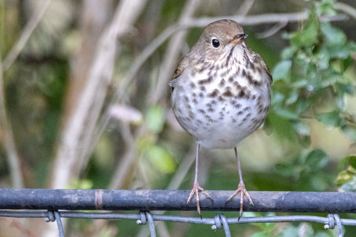 Hermit Thrush - ML646476060